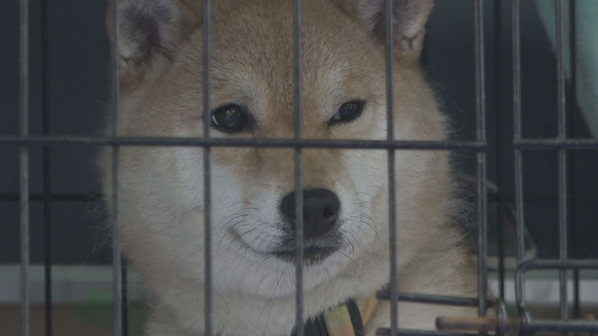 近隣住民から「犬を散歩させている」“苦情電話”　保護した柴犬23匹の行き場なくなる　飼い主が突然逮捕され…富山 | TBS NEWS DIG