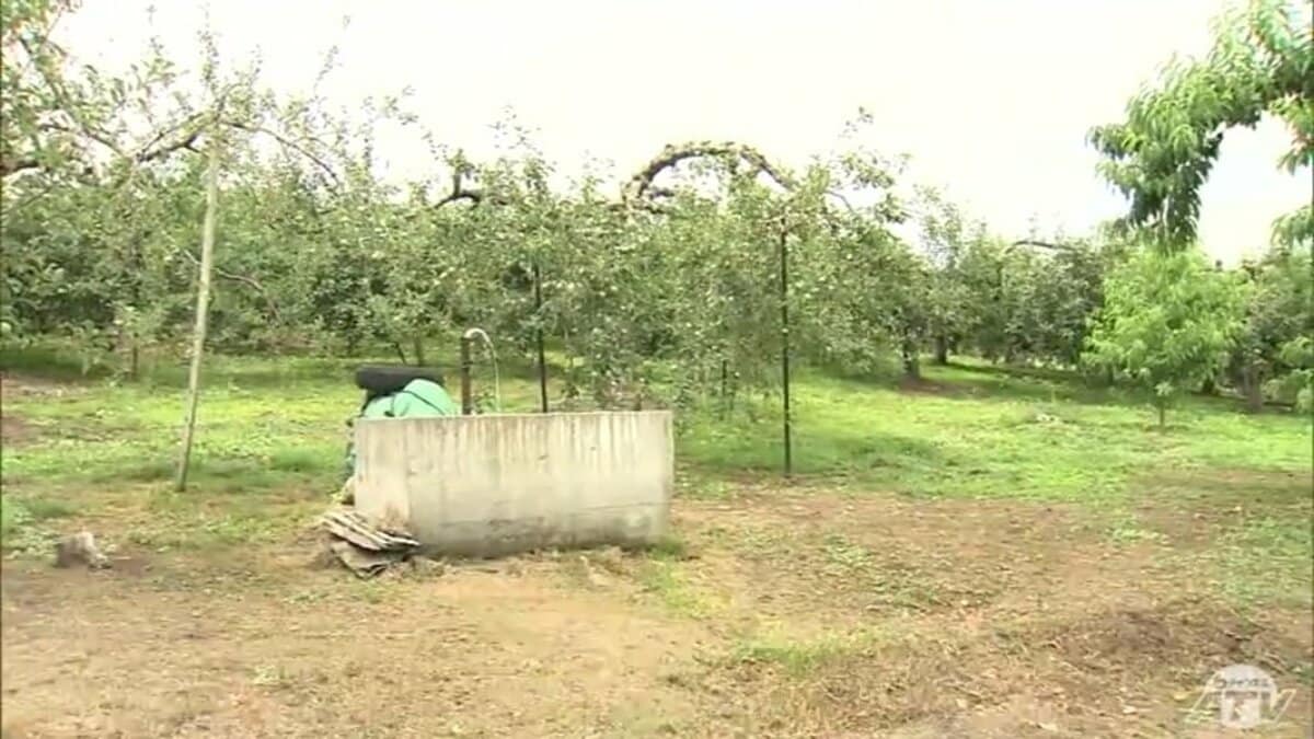 リンゴ園で休憩中…背後から『クマ』 76歳の女性が襲われ目や頬などに
