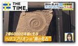 泳ぎ出しそうなほどリアルな“化石の水族館”…夏休みに無料で楽しめる大学博物館【THE TIME,】 |TBS NEWS DIG