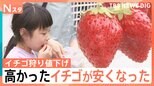 「今週がラストチャンス」高かったイチゴが安くなった!イチゴ狩りも値下げ、スーパーで300円台の特売に【Nスタ】|TBS NEWS DIG