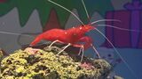 水族館に「クリスマス水槽」登場…「シロボシアカモエビ」このエビ何に見える？サンタ!?トナカイ!?ツリー!?それとも…　|　BSSニュース | BSS山陰放送