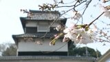 「春が来た」「ビール飲みたい」早くも賑わう「花見」 経済効果はコロナ禍前の2倍を予測 トレンドは”ひとり・外国人”1980年代とは様変わり!?「福岡城さくらまつり」開幕 | 福岡のニュース|RKB NEWS|RKB毎日放送
