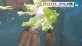 「味が違う、甘い」独特の臭みがあった魚に変化 背景に余った野菜の再利用 食糧危機に挑むミシュラン料理人の取り組みとは|TBS NEWS DIG