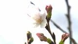 鹿児島に春の到来　鹿児島地方気象台が桜の開花発表　平年より1日遅く、去年より3日遅い開花|TBS NEWS DIG