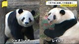「約50年ぶり」日本からパンダがいなくなる…　上野動物園の2頭が1月下旬に中国返還へ　日中対立続くなか期限より1か月早く|TBS NEWS DIG