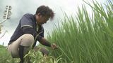コメの減反、一転増産へ…生産者からは“タイミングの悪さ”指摘も 福島 | 福島のニュース│TUF