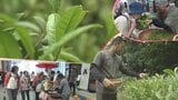 茶の町・盛岡を目指して 「茶都もりおか新茶まつり」 生の茶葉の手もみ体験も 岩手 | IBC NEWS | IBC岩手放送