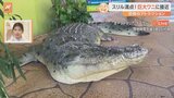 オーストラリアの観光名物 ｢死の檻｣とは？巨大ワニのプールに入れる“恐怖のアトラクション”を体験【すたすた中継】|TBS NEWS DIG
