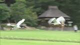 「来てびっくり。素晴らしい光景」後楽園でタンチョウ4羽が優雅に舞う姿を披露 江戸時代から飼育【岡山】|TBS NEWS DIG