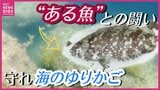 「海のゆりかご」藻場いかに守るか　背景にアイゴが関係か…漁業者、大学、市民ら対策に奔走　　|　RCC NEWS | 広島ニュース | RCC中国放送