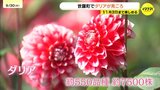 「ひとつひとつ形が違うので楽しい」　観光農園でダリア見頃　約550品種7500株が夏の終わりから秋にかけて楽しめる　広島県世羅町|TBS NEWS DIG