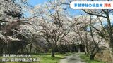 【シリーズ令和の桜 岡山・香川】厳しい冬を乗り越えた蒜山高原に春の訪れ告げる「茅部神社の桜並木」【岡山】　|　岡山・香川のニュース | 天気 | RSK山陽放送