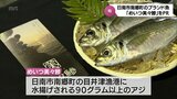 「脂が乗って甘い」旬を迎えた日南市のブランド魚「めいつ美々鯵」関係者が知事に贈呈 | MRTニュース | MRT宮崎放送