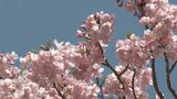 早咲きの河津桜が例年より約3週間遅れで満開に 約800メートルの桜並木に多くの見物客 愛知・岡崎市 | 名古屋・愛知・岐阜・三重のニュース【CBC news】 | CBC web