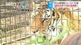 「さびしいなあ、また帰ってくるといいんだけど…」茶臼山動物園の人気者アムールトラ2頭が茨城の動物園に、老朽化した獣舎改修のため、完成後に戻って来るかは未定　|　SBC NEWS | 長野のニュース | SBC信越放送