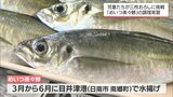 日南市の小学校でブランド魚「めいつ美々鯵」を使った調理実習|TBS NEWS DIG