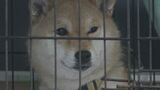 近隣住民から「犬を散歩させている」“苦情電話” 保護した柴犬23匹の行き場なくなる 飼い主が突然逮捕され…富山 | 富山のニュース|天気・防災|チューリップテレビ