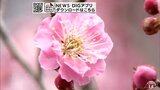 梅の花咲く　八戸市図書館　「いい匂い」　青森県|TBS NEWS DIG
