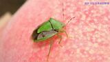 カメムシ発生で注意報 平年の約4倍の所も 果樹農家向けに発表 山梨県|TBS NEWS DIG