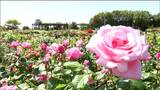 「リオサンバ」など1200株のバラ 8割が見ごろを迎える 仙台|TBS NEWS DIG