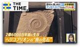 泳ぎ出しそうなほどリアルな“化石の水族館”…夏休みに無料で楽しめる大学博物館【THE TIME,】 |TBS NEWS DIG