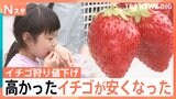 「今週がラストチャンス」高かったイチゴが安くなった！イチゴ狩りも値下げ、スーパーで300円台の特売に【Nスタ】|TBS NEWS DIG