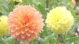 赤や紫など、色彩豊かなダリアの花が見頃 鯛生金山に180種類を植栽 大分・日田市 | 大分のニュース|OBS NEWS|大分放送