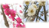 ウメの花も『春を告げる』　紅梅と白梅の「紅白のコントラスト」　例年より1週間ほど遅く　現在は「七分咲」　|　青森のニュース│ATV NEWS│青森テレビ