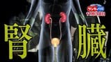 「腎臓」悪くなると“老化”も進む!?…深い関わりが明らかに！衰えを早期発見！腎機能をキープする方法|TBS NEWS DIG