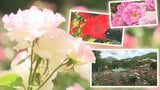 約450種類、5000株が咲き乱れる花巻温泉のバラ園は今が見ごろ　バラにちなんだスイーツも　岩手|TBS NEWS DIG