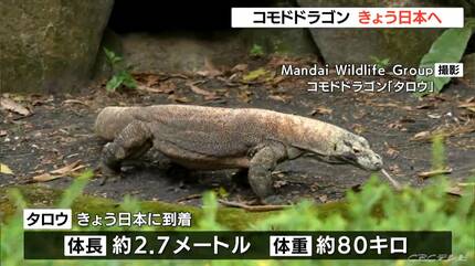 世界最大のトカゲ｢コモドドラゴン｣が日本に到着へ 