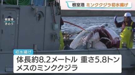 クジラページです。リンクが送られていない方は購入をおやめください。 サンマを食べているクジラは脂が乗っている」今シーズンの商業捕鯨