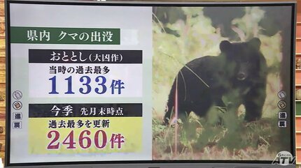 クマのえさ”「ブナの実」東北地方5県すべてで『大凶作』 青森県では2年