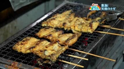 今年は豊漁「天然ウナギ」いちき串木野市【亀ちゃんのかごしま撮った