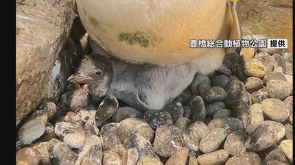 ジェンツーペンギンの赤ちゃん成長「仲良しでかわいい」約3か月で親と