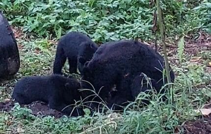 クマさんのたんのう 集めたウンコは3000個！ クマ研究のパイオニアが体を張ったフィールド