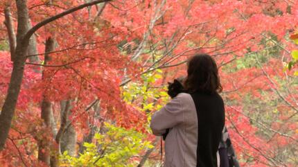 不習岳の「もみじ園」約300本の「ヤマモミジ」と「イロハモミジ」が