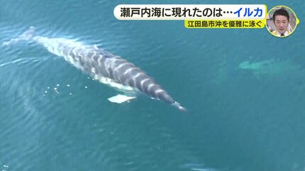 瀬戸内海にイルカの群れか 視聴者が撮影 広島県江田島市沖 | RCC NEWS