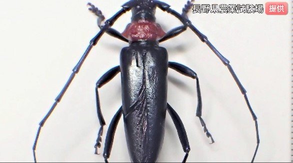 特定外来生物に指定「クビアカツヤカミキリ」被害で長野・阿部知事が会見・警戒呼びかけ「農業や観光に大きな被害を及ぼすおそれ…」光沢ある黒い体、首の部分が赤い…幼虫がサクラやモモなどの樹木に入り、食い荒らして木を枯らす　|　SBC NEWS | 長野のニュース | SBC信越放送
