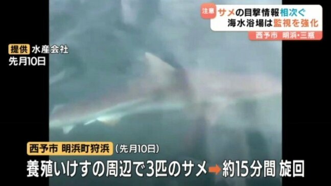 海水浴場付近でサメ目撃情報相次ぐ 市が注意喚起 愛媛・西予市|TBS NEWS DIG