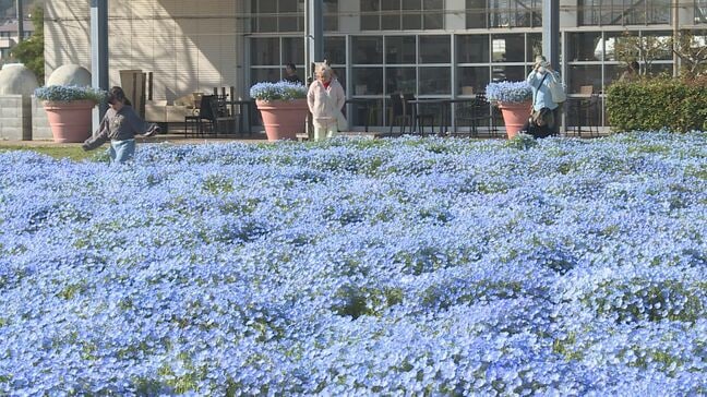 青空と一体の景色　５００株ネモフィラが見頃　山口・山陽小野田|TBS NEWS DIG