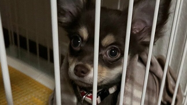 地震で被災、ペットと避難生活…避難所での注意点は？　犬の鳴き声・臭い・糞尿トラブル回避するためには？|TBS NEWS DIG