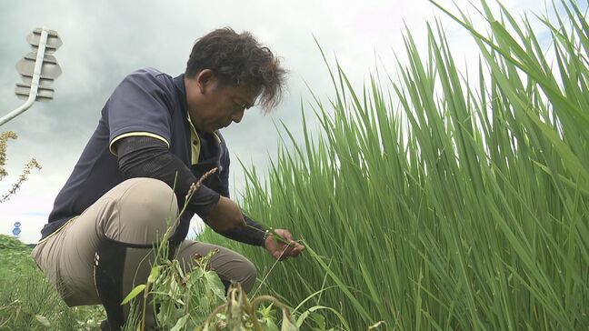 コメの減反、一転増産へ…生産者からは“タイミングの悪さ”指摘も　福島|TBS NEWS DIG