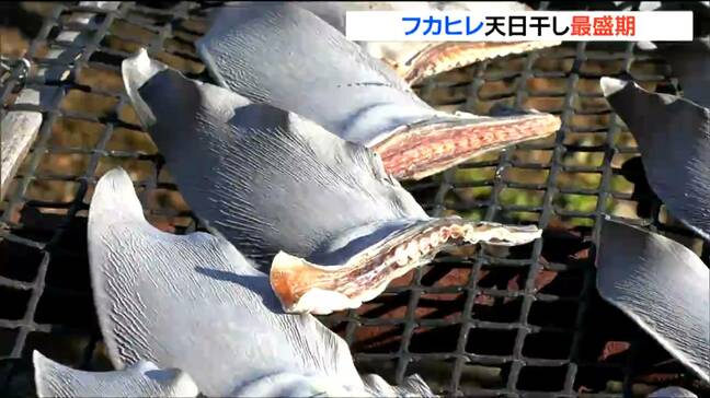 宮城・気仙沼市で"フカヒレ天日干し"が最盛期迎える「"寒さ"は仕事するうえできついがフカヒレにとって最高」|TBS NEWS DIG