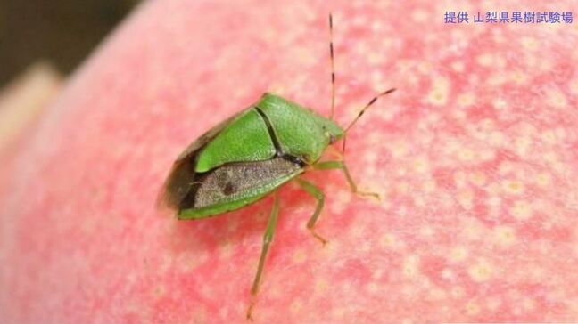 カメムシ発生で注意報　平年の約4倍の所も　果樹農家向けに発表　山梨県|TBS NEWS DIG