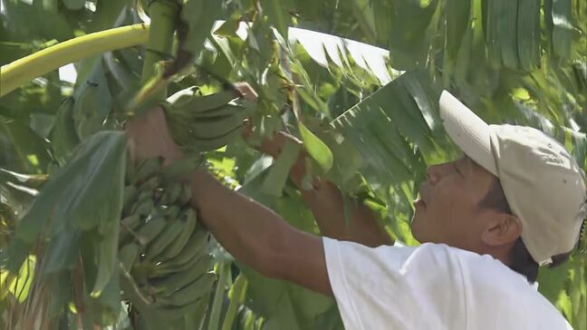 台風10号に備えてバナナの収穫1週間早める「全部倒れてダメになってしまうよりも…やれるだけのことをやる」|TBS NEWS DIG