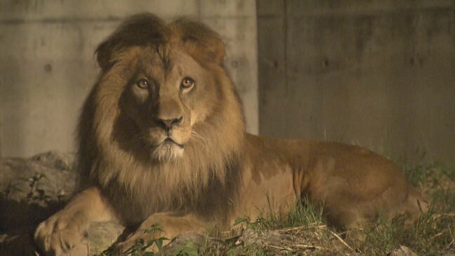 「夜だと涼しい…」「たくさんライオンが動いている」 午後5時から9時までの「ナイトZOO」賑わう 愛知・豊橋市「のんほいパーク」|TBS NEWS DIG