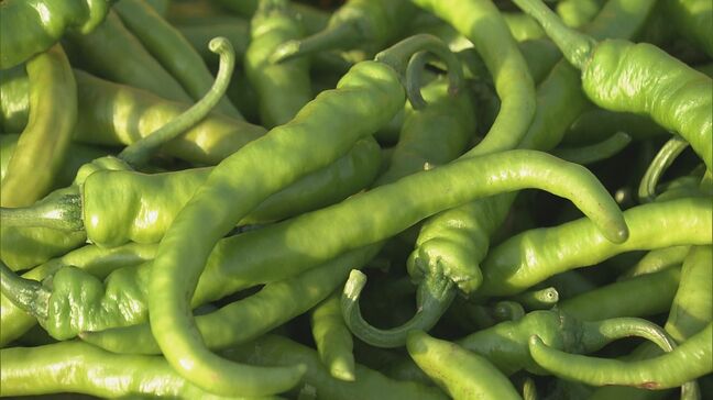特産の激辛トウガラシ“虎の尾”の収穫が最盛期 連日の猛暑で辛みも一層強く育つ 三重・尾鷲市|TBS NEWS DIG