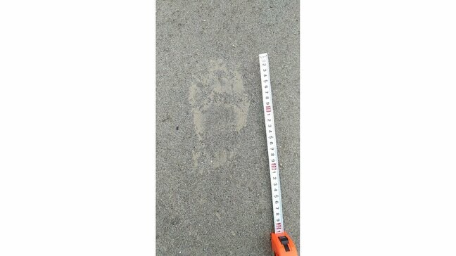 はっきりと残る足跡...あかねヶ丘陸上競技場近くでクマの足跡目撃　山形市長苗代【地図あり】|TBS NEWS DIG