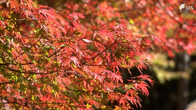 「去年よりきれい」梅ヶ島の紅葉が見頃 急な冷え込みで一気に色づく =静岡市【くるちゃんさんぽ】|TBS NEWS DIG